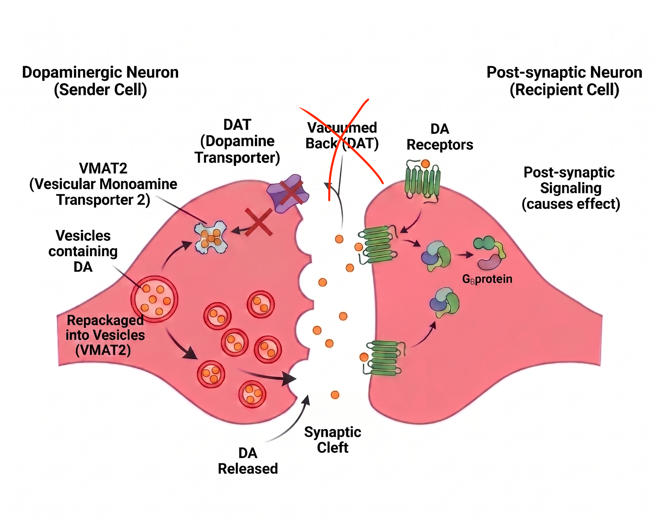 Dopaminergic synapse on methylphenidate/cocaine